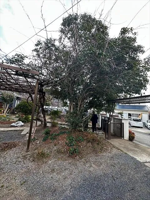 お庭の樹木伐採を行いました🌳