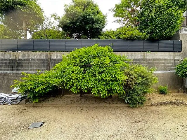お庭のミカンの木を2本、すっきり伐採しました🌳